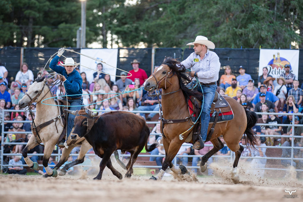 Team roping in the arena